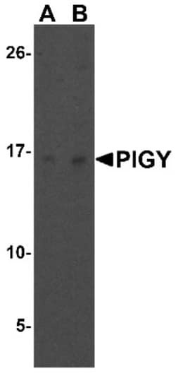 PIGY Antibody - BSA Free, Novus Biologicals 0.1mg; Unlabeled:Antibodies,